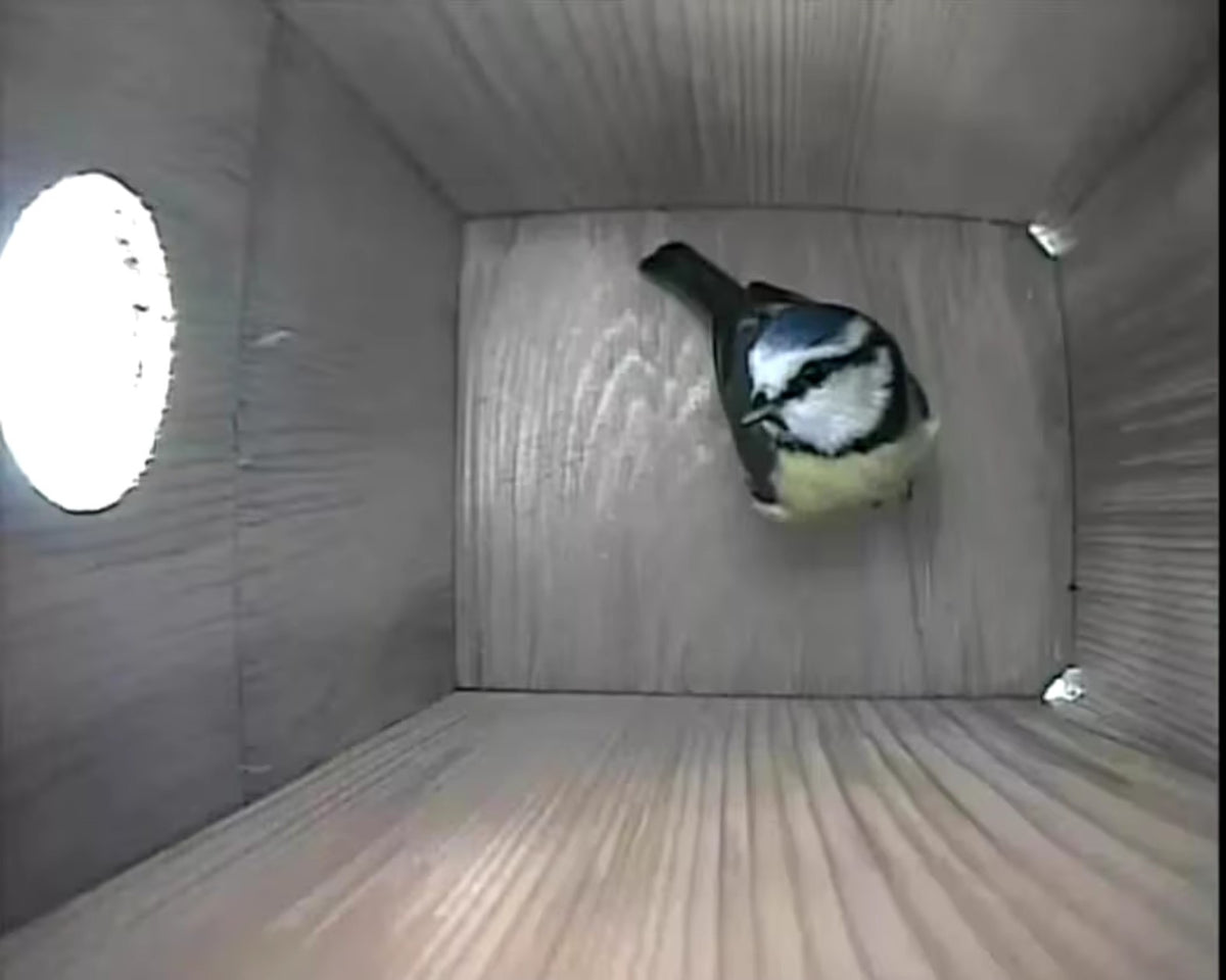 Camera view from inside a birdhouse as a blue tit arrives at the nest