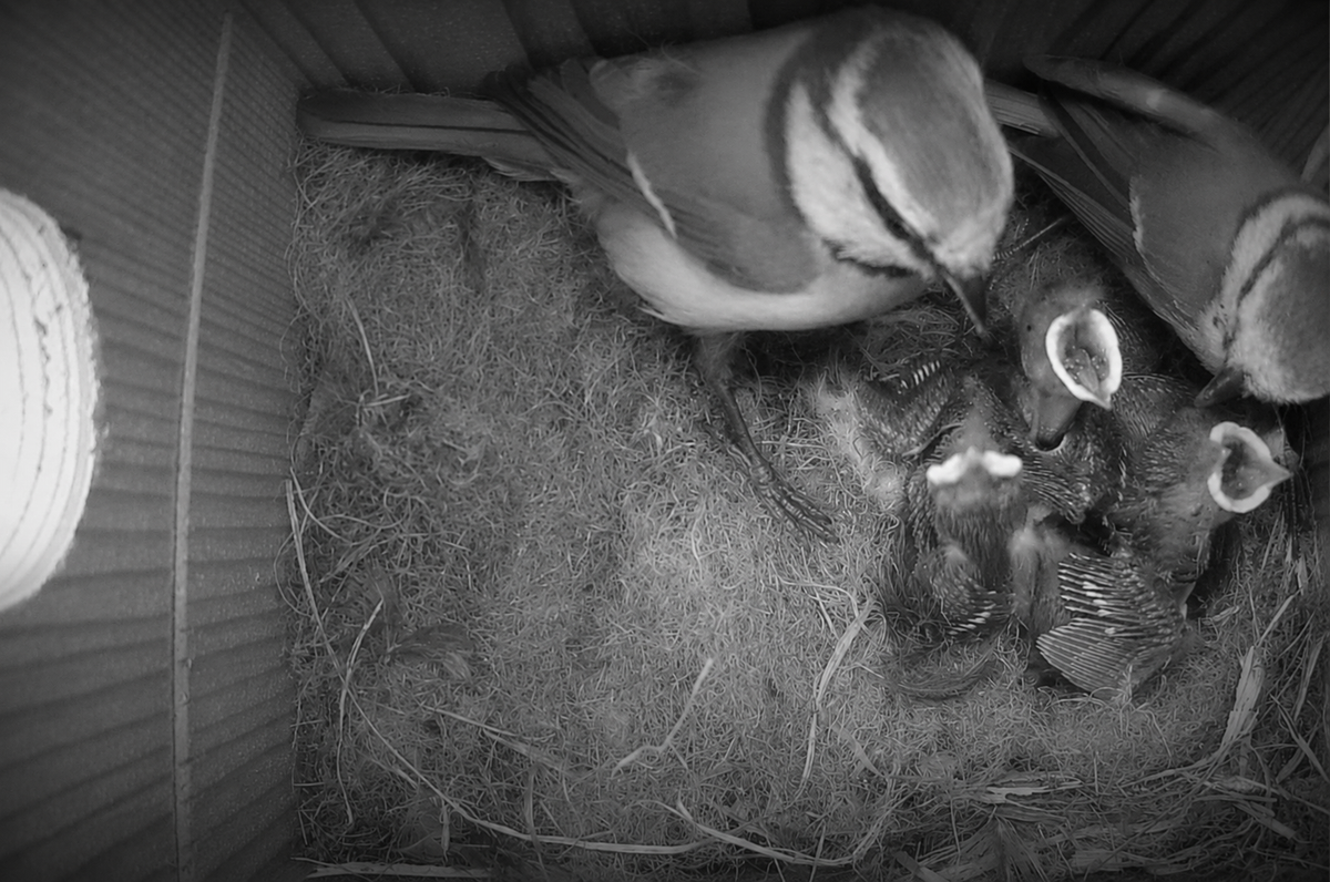 Black-and-white night vision view of adult birds and chicks inside a nest box