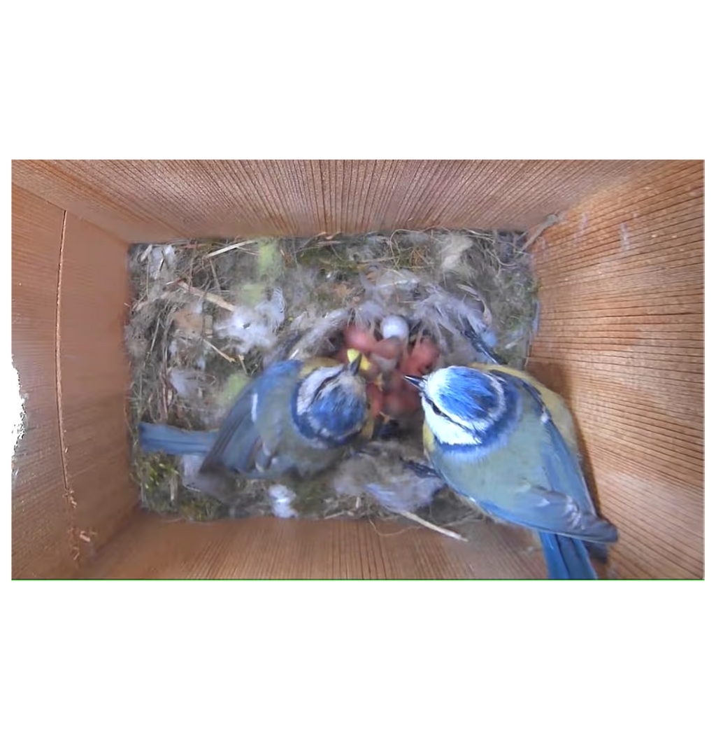 Color camera view of two adult birds feeding chicks inside the nest