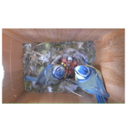 Color camera view of two adult birds feeding chicks inside the nest