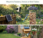 Bird feeder camera mounted beside a feeder and on a backyard bird table
