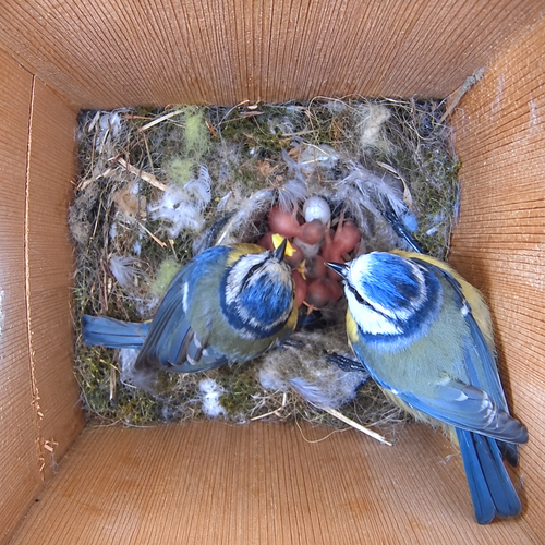 PeekWild Smart Birdhouse with 5MP Camera