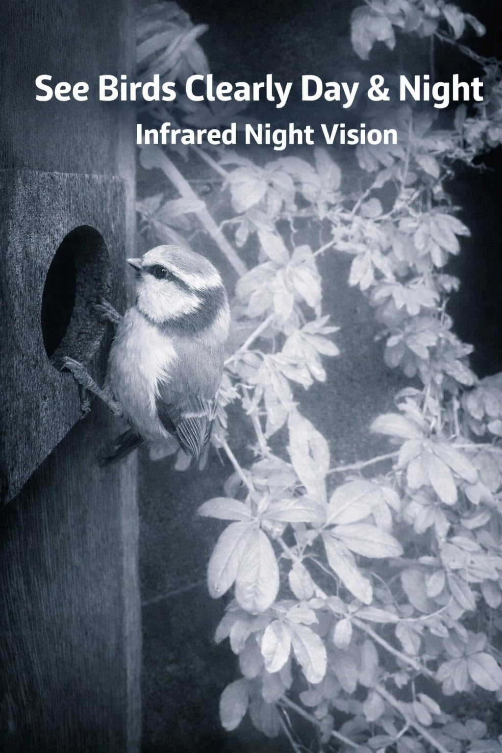 Infrared night vision view of a bird at a birdhouse entrance