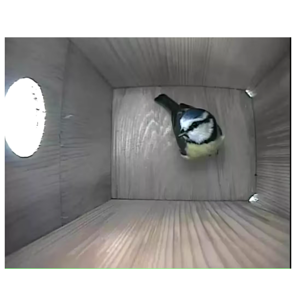 Live camera view from inside a birdhouse as a bird enters