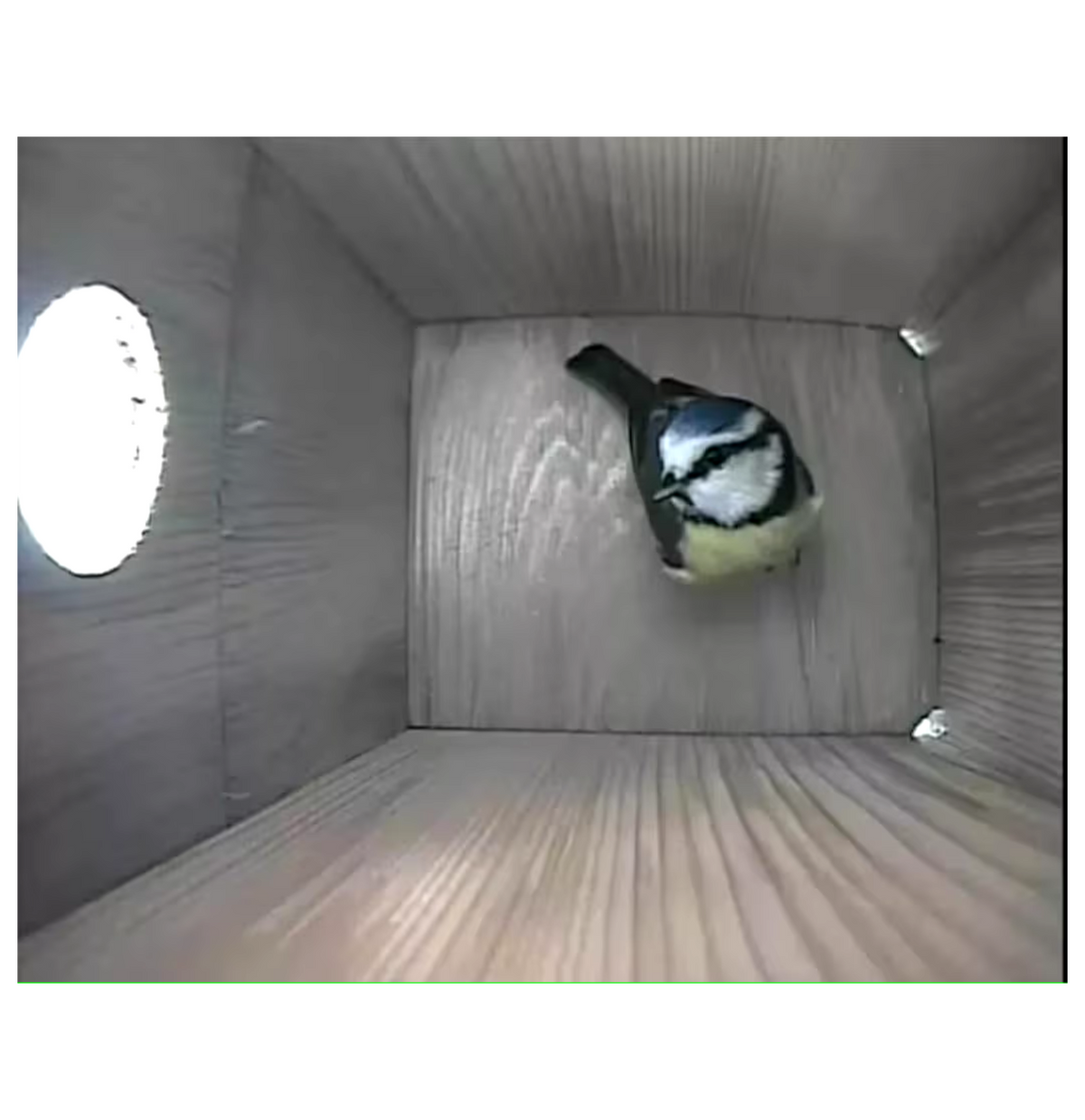 Live camera view from inside a birdhouse as a bird enters