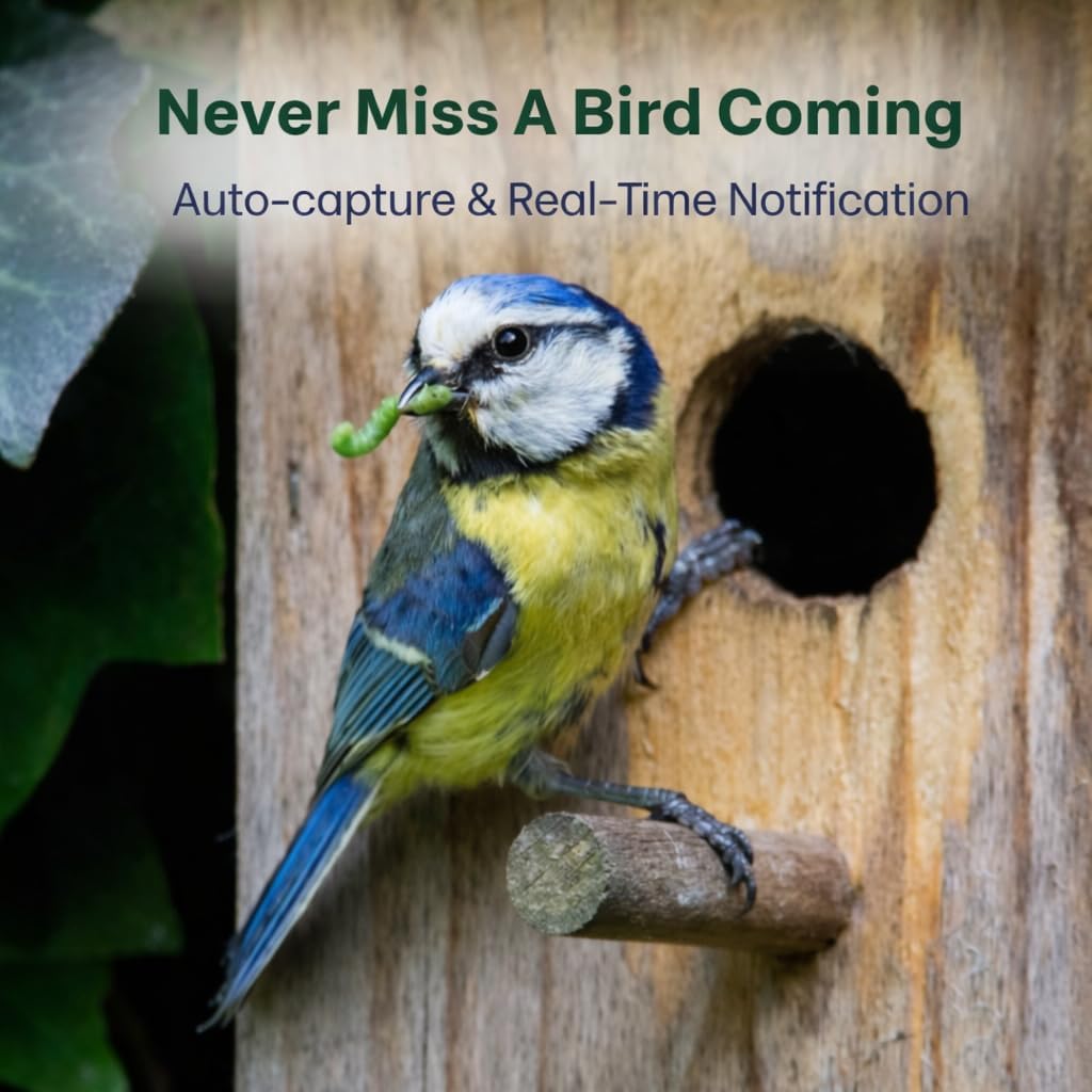 Bird carrying food at a birdhouse entrance
