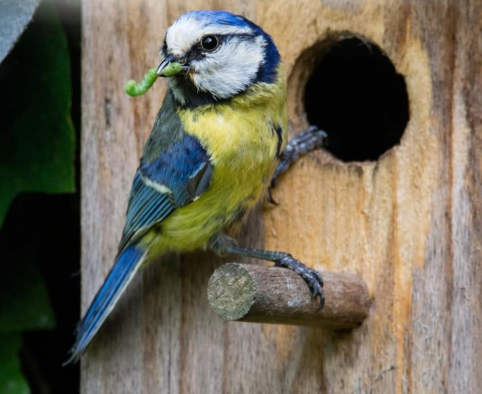 Blue tit with a caterpillar perched at a birdhouse entrance
