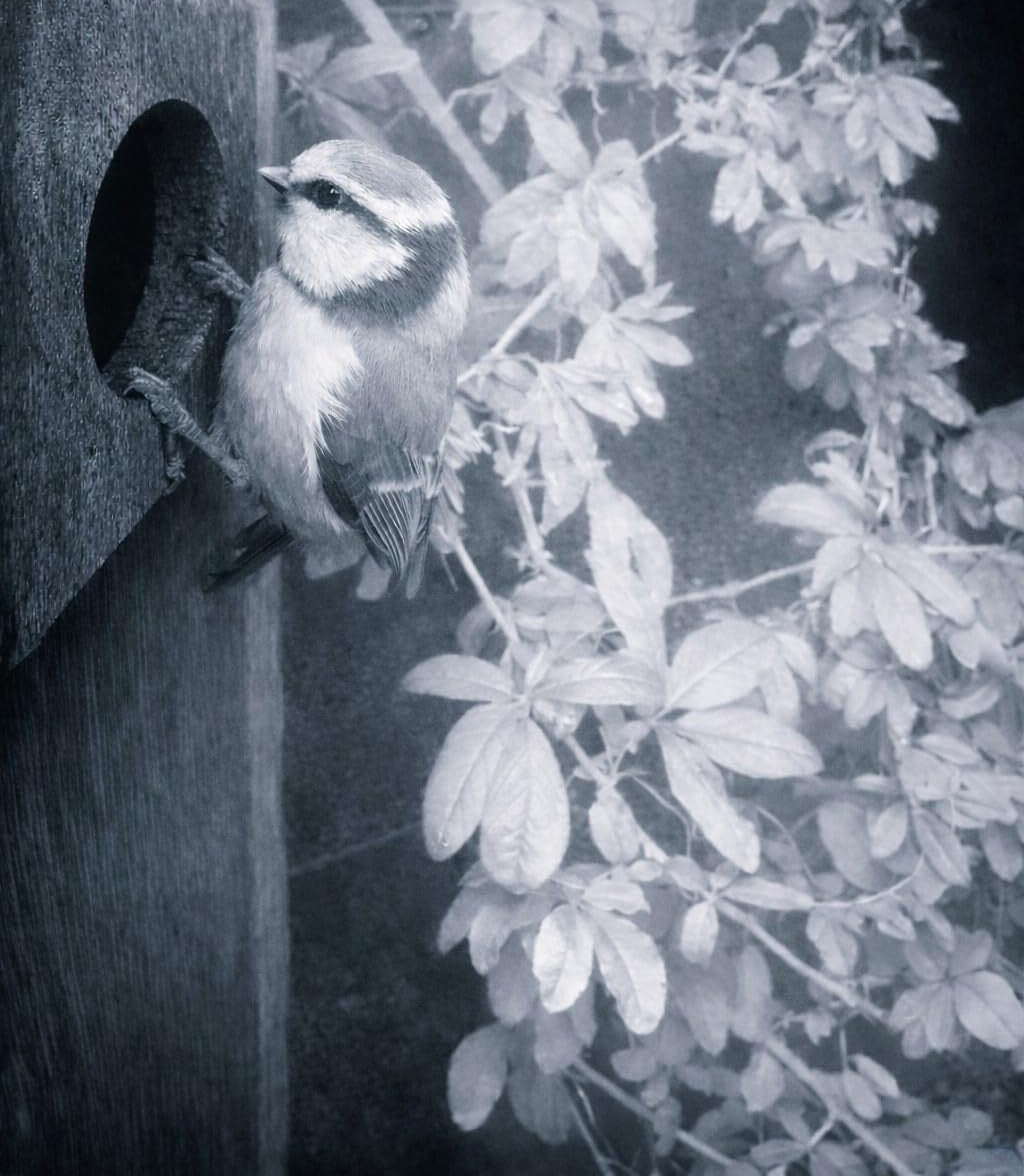 Night vision view of a bird perched at a birdhouse entrance