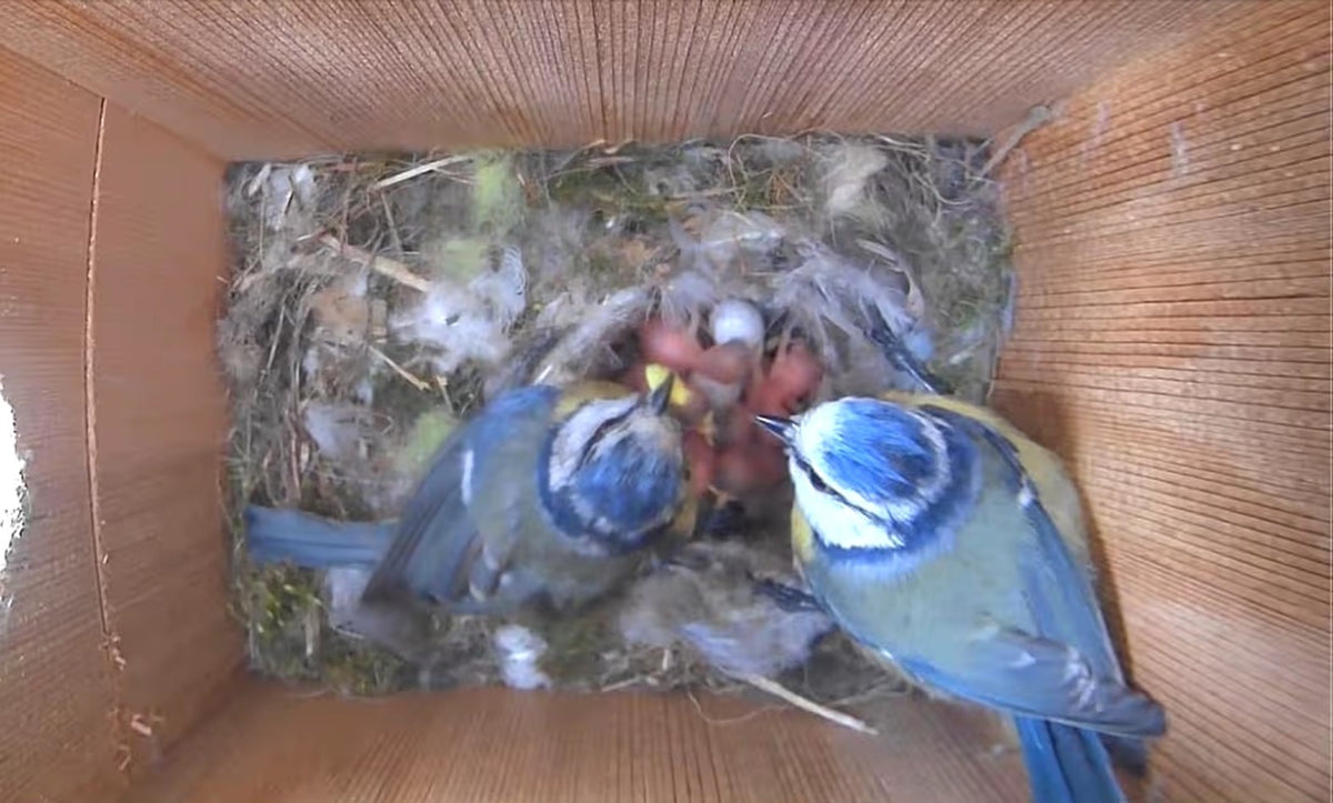 Camera view of two adult birds feeding chicks inside the nest