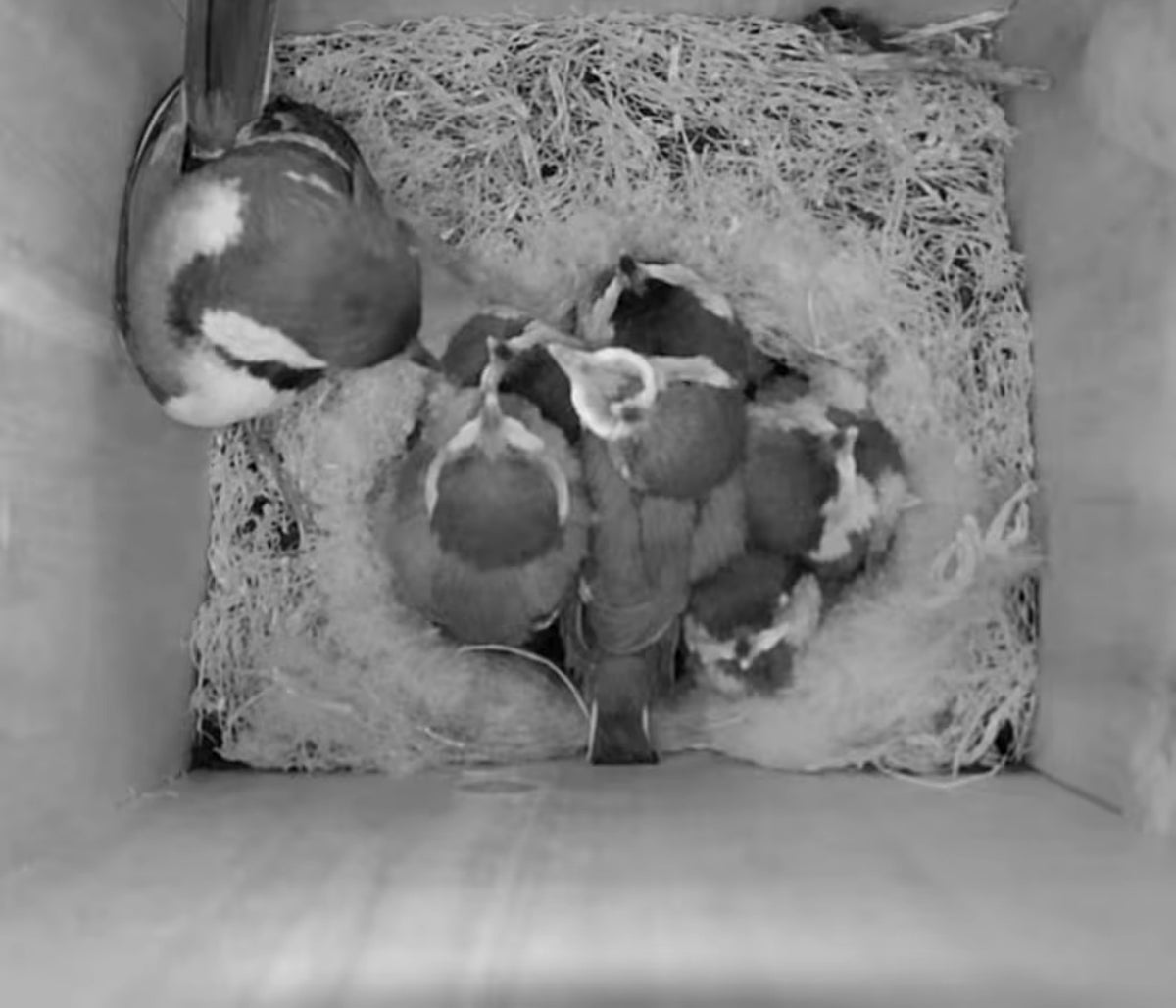 Infrared night view of a parent bird with its chicks inside a nest box