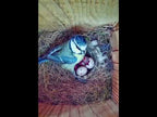PeekWild Smart Birdhouse with 5MP Camera video