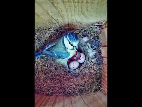 PeekWild Smart Birdhouse with 5MP WiFi Camera video