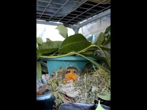 PeekWild Solar WiFi Bird Feeder Camera video